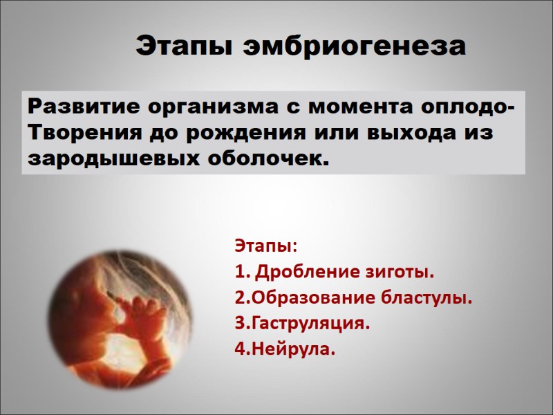 Развитие организма с момента оплодо- Творения до рождения или выхода из  зародышевых оболочек.